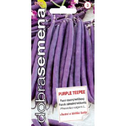 Fazuľa DS kríčková Purple Teepee