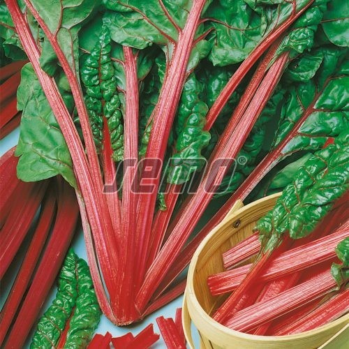 Mangold Rhubarb Chard